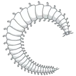 Farmed polychaetes by ProChaete | functional protein | policies