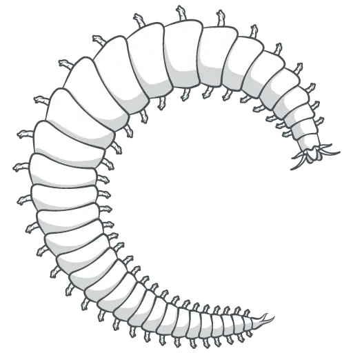 Farmed polychaetes by ProChaete | functional protein | policies