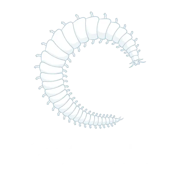 Prochaete logo white